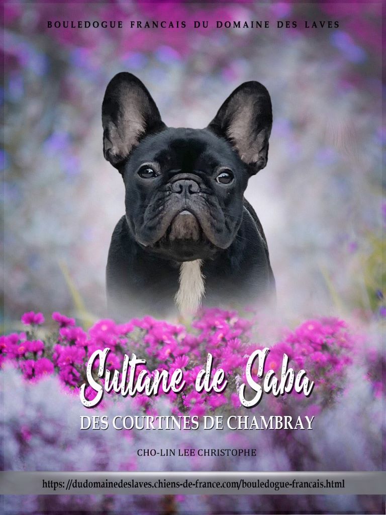 Sultane de saba Des Courtines De Chambray