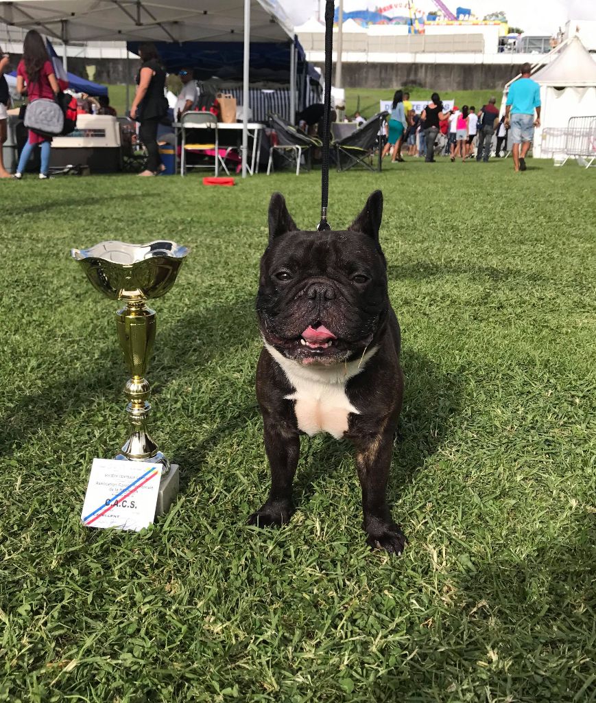 Igor de Run Bull